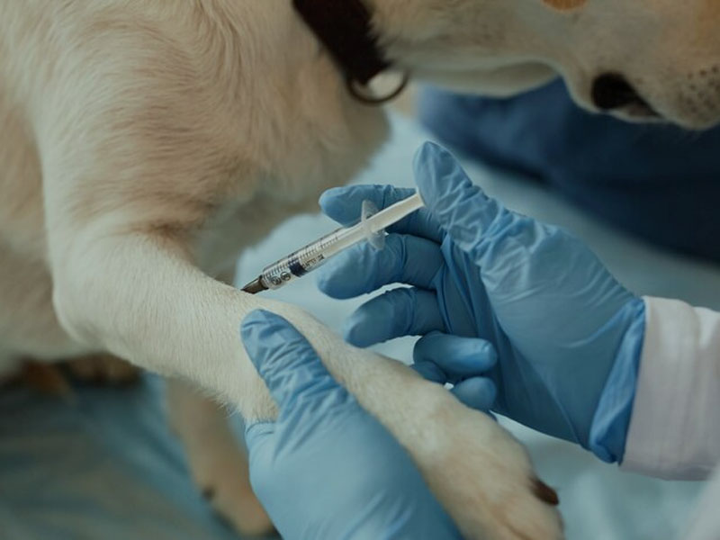 Vaksin AIM Menerbitkan Data Praklinikal Terkini Vaksin Rabies mRNA dalam 